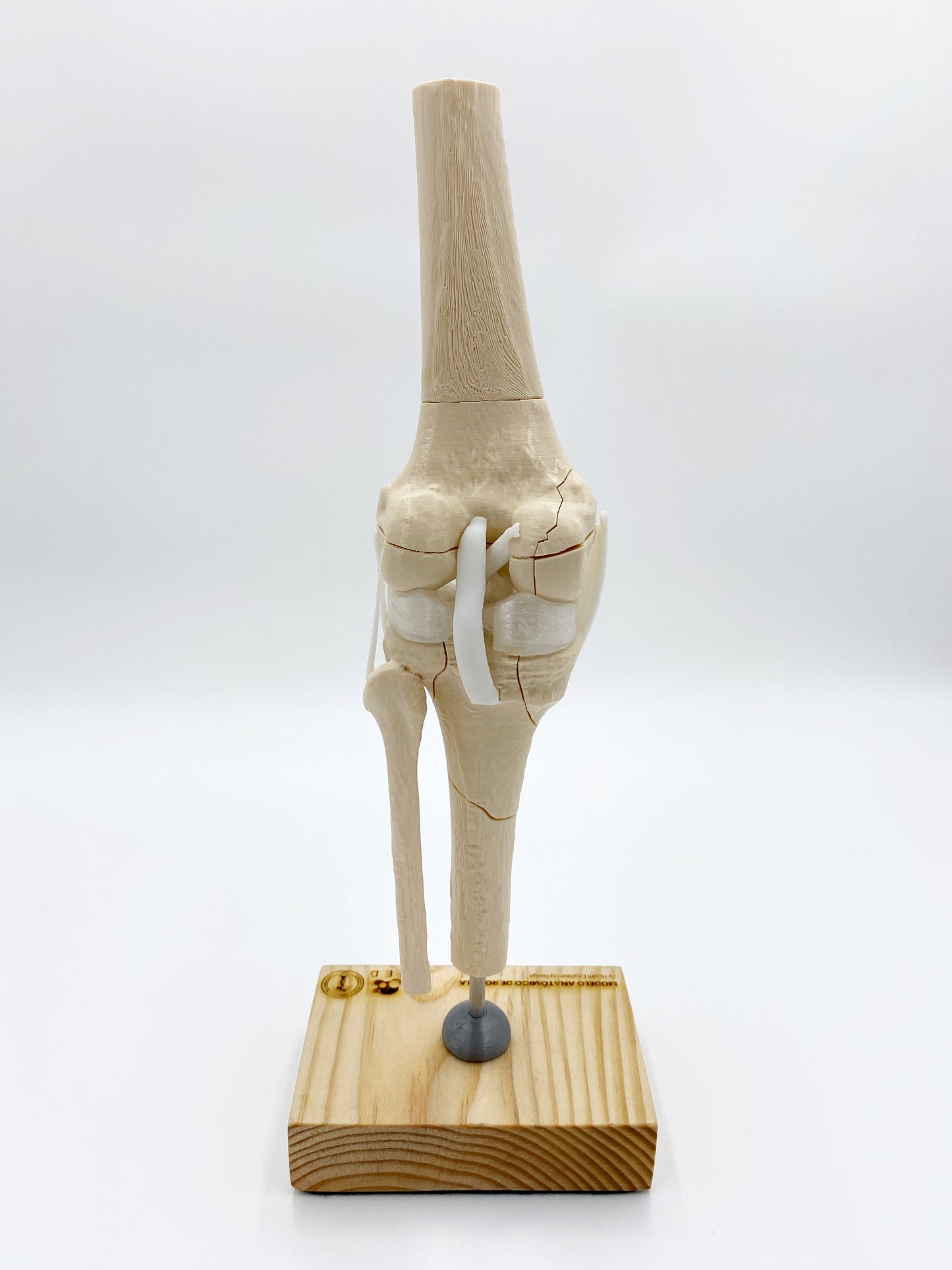 Modelo de Rodilla Fracturas